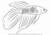 Fish Fighting Siamese Drawing Draw Betta Sketch Beta Step Fishes Drawings Paintingvalley Animals Tutorial Learn Sketches sketch template