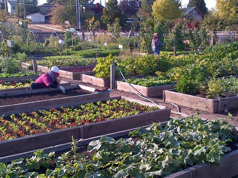 seattle setting   community gardens nationwide knkx