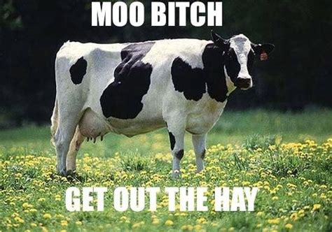 Cow Funny Moo Image 328959 On