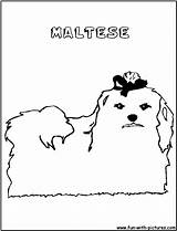 Coloring Maltese Pages Template sketch template