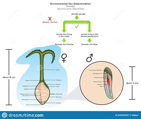 environmental sex determination infographic diagram stock vector