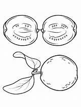 Coloring Pages Guava Fruits Recommended Guavas sketch template