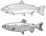Trout sketch template