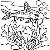 Coloring Pages Seaweed Catfish Fish Cage Bird Cmyk Basic Getcolorings Juvenile sketch template