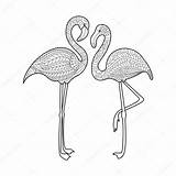 Flamingo Flamant Zentangle Vecteur Erwachsene Adultes Oiseau Adulte sketch template