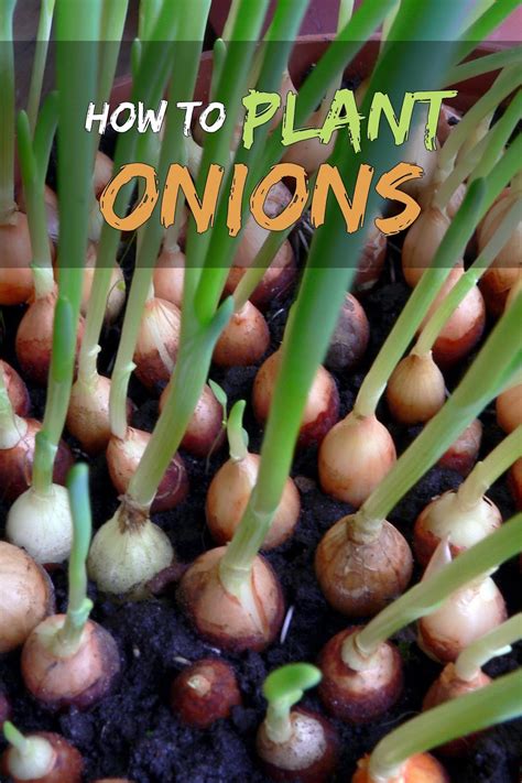 guide  growing onions  seeds sets  transplants