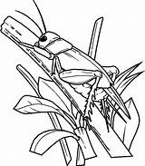 Coloring Insect Pages Cartoon Print sketch template