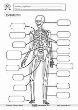 Esqueleto Laminas Huesos Completar Recursosep Fichas Anatomía Ficha Lámina Recortar Músculos Inglés Ciencias sketch template
