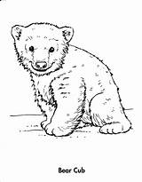 Bear Coloring Pages Polar Cubs Baby Cub Animals Drawing Winter Chicago Bears Line Grizzly Drawings Printable Animal Draw Wolf Color sketch template