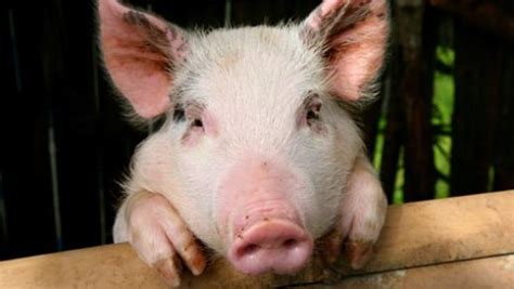 amazing facts  pigs onekindplanet animal education facts