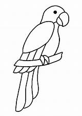 Papagaio Riscos Parrot Aves Galinhas Pássaros Ducklings Graciosos Patos sketch template