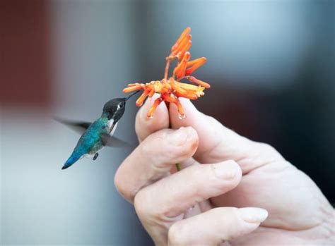 miniscule bee hummingbird facts fact animal