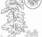 Tree Coloring Roots Pages Printable Christmas Getcolorings Color Getdrawings sketch template