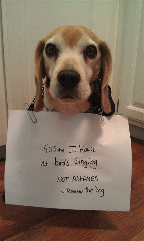 beagles     stubborn  dogshaming  barkpost