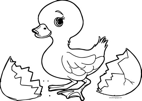 small baby duck broken egg coloring page wecoloringpagecom