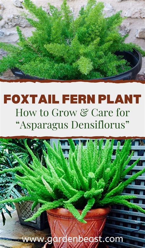 foxtail fern guide   grow care  asparagus densiflorus