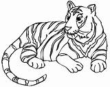 Tiger Coloring Lily Pages Getcolorings sketch template