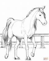 Horse Pferde Kolorowanki Ausmalbilder Trakehner Konie Tinker Colouring Druku Kolorowanka Supercoloring Malvorlagen Kon Drawings sketch template