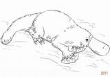 Platypus Coloring Pages Printable Results sketch template