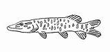 Coloring Pages Pike Northern Fish Color sketch template