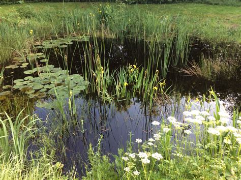 natuurlijke vijver water plants  ponds backyard water feature pond water features
