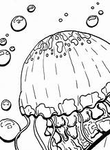 Jellyfish Adults sketch template