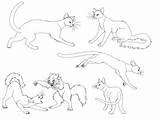 Warrior Cats Coloring Pages sketch template