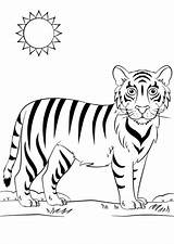 Tigri Mammiferi sketch template