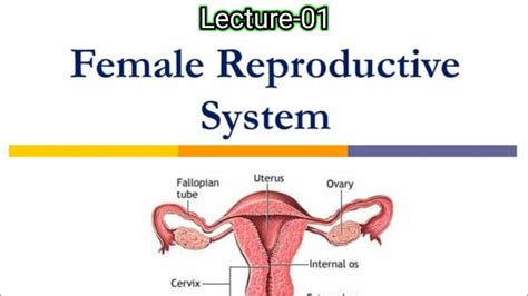 Lecture 01 Female Reproductive System In Hindi External Genitalia