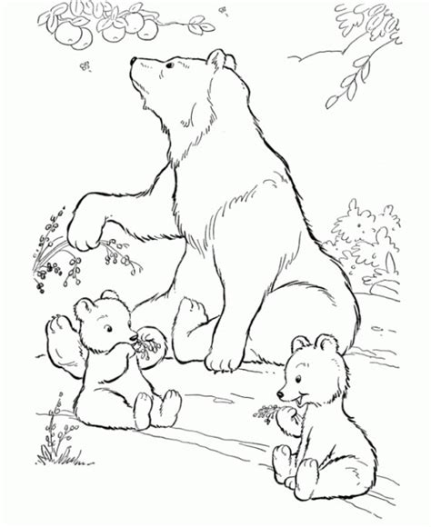 printable bear coloring pages everfreecoloringcom