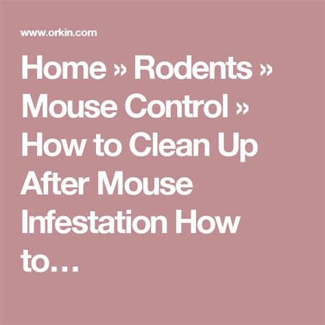 home rodents mouse control   clean   mouse