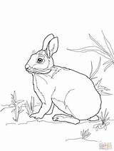 Rabbit Coloring Cottontail Marsh sketch template