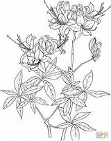 Rhododendron Azalea Flame Calendulaceum Supercoloring Calendula Pen Disegnare sketch template