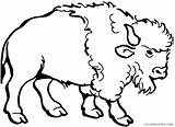 Bison Coloring4free Coloring Printable Pages Nice American Related Posts sketch template