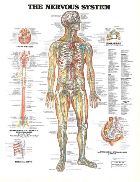 anatomy  nervous system medicinebtgcom