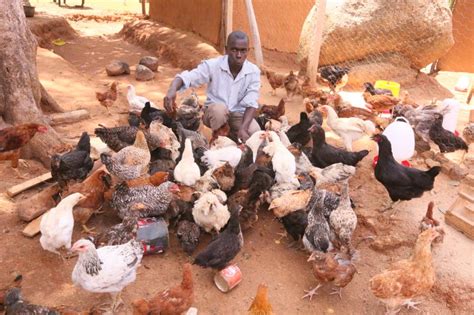 kienyeji chicken farming ensures ill     class