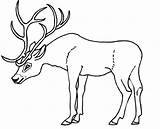 Deer Template Coloring Antlers Antler Pages Animal Templates Stencil Head Printable Color Getcolorings Merrychristmaswishes Info Print sketch template
