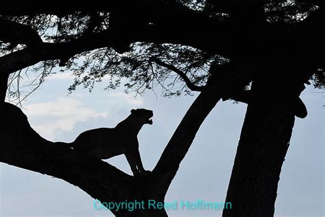 african safari photography workshop reed hoffmann