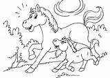 Fohlen Caballo Pferd Pferde Malvorlage Puledro Cavallo Cheval Poulain Potro Paard Ausmalen Veulen Caballos Ausmalbild Foal Kleurplaten Windowcolor Affefreund Horseland sketch template