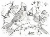 Cardinal Coloring Pages Printable Red Bird Drawing Getdrawings Print Getcolorings Color sketch template