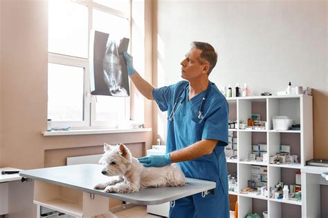 analyzing  result male veterinarian  work uniform      ray  small dog