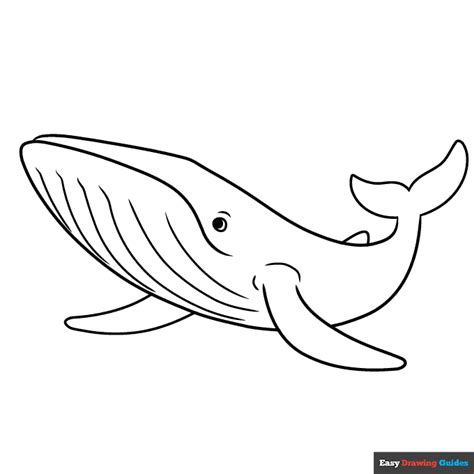 blue whale coloring page easy drawing guides