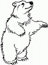 Bear Outline Clipart Library Coloring Polar sketch template