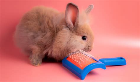i don t brush my rabbit is that bad rabbit hole hay