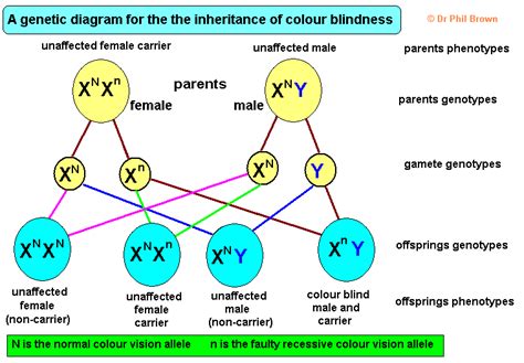 Genetics Of Colour Blindness Example Of Inherited Sex Linked Genetic