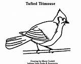Titmouse Tufted Designlooter Animals Just sketch template