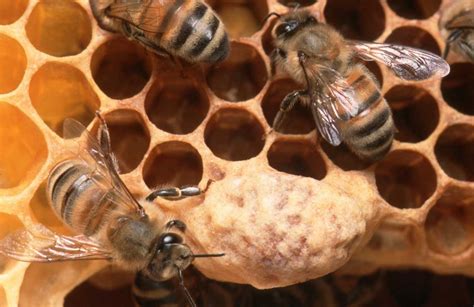 provincie deelt gratis zaadjes uit om bijen te redden gent het nieuwsblad