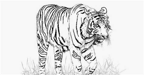 tiger coloring pages  coloring pages  coloring books  kids