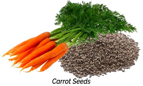 carrot seeds don t feed olympians with carrots