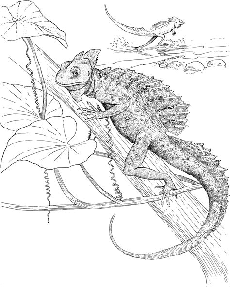 lizards coloring pages  adult coloringbay